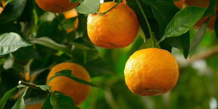 Laranja amarga nome cientifico